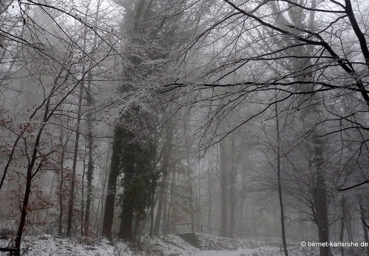 10-12-06-bergwald-wolfartsweier-wald-schnee-26