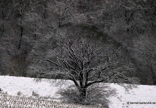 10-12-09-bergwald-baum im schnee-4