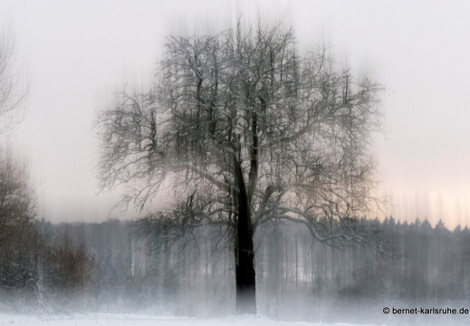 10-12-09-bergwald-baum im schnee-6
