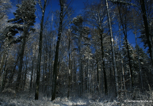 10-12-18-bergwald-waldlehrpfad-142