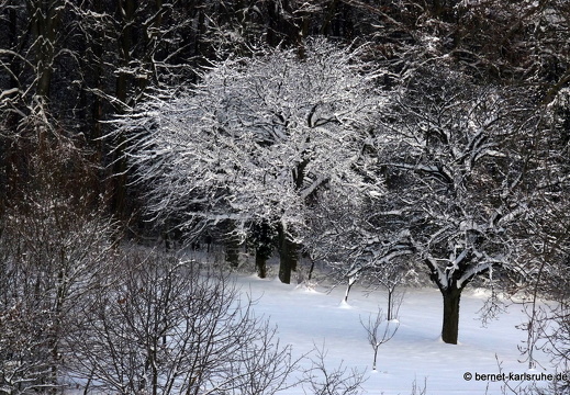 10-12-26-bergwald-baum-schnee-81