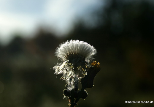 10-10-29-hohenwettersbach-greiskraut-64