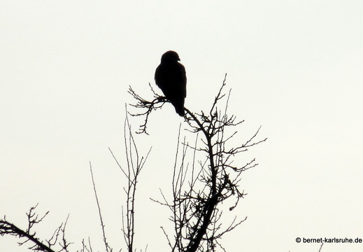 10-12-04-bergwald-habicht-2