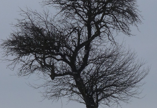11-01-02-hohenwettersbach-baum-schneelandschaft-13