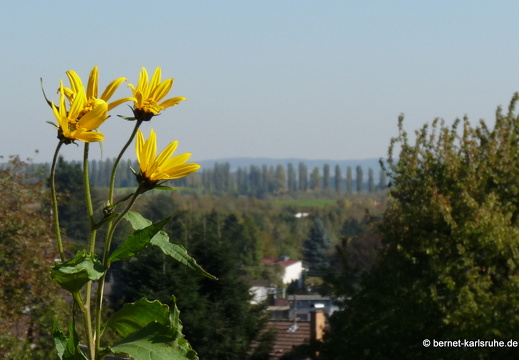 11-10-15-gruenwettersbach-pappelallee-