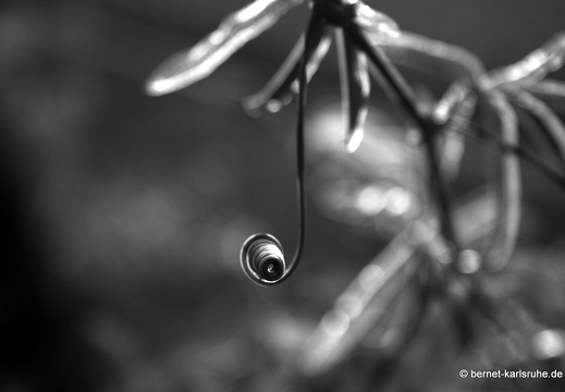 11-10-16-botanischer-garten-207