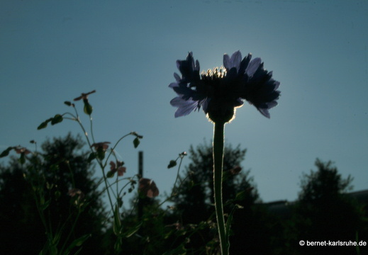 11-10-16-schlossplatz-kornblume-281