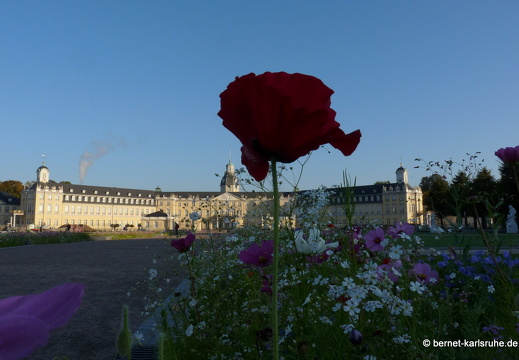 11-10-16-schlossplatz-mohn-69