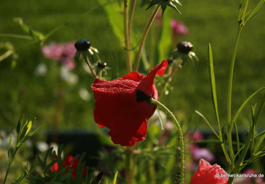 11-10-16-schlossplatz-mohn-93