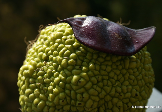 11-10-21-milchorangenbaum-frucht-helmbohne-samen-33