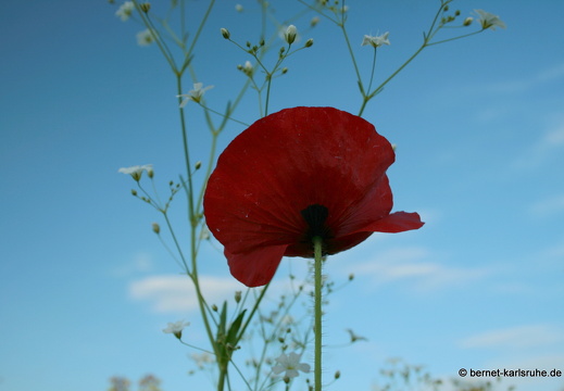 11-10-04-schlossplatz-mohn-42