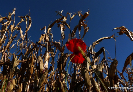 11-10-14-palmbach-mohn-mais-44