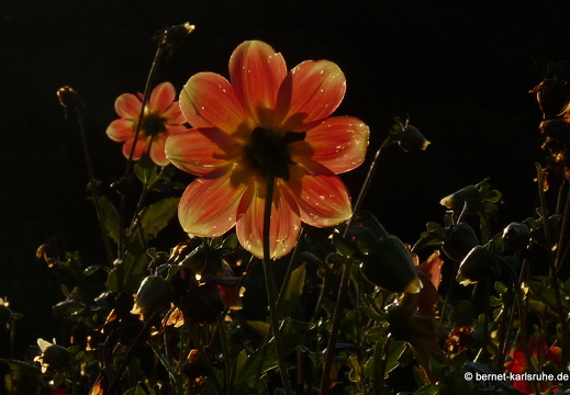 11-10-16-botanischer-garten-dahlie-223