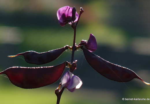 11-10-16-botanischer-garten-helmbohne-302