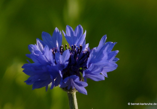 11-10-16-schlossplatz-kornblume-282