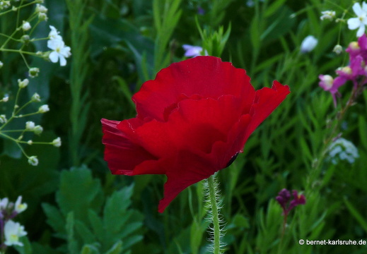 11-10-16-schlossplatz-mohn-62