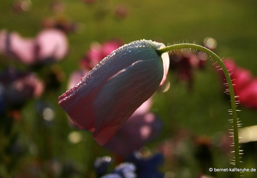 11-10-16-schlossplatz-mohn-76