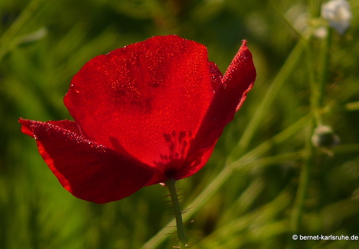 11-10-16-schlossplatz-mohn-80