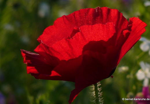11-10-16-schlossplatz-mohn-85