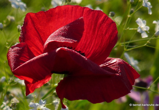 11-10-16-schlossplatz-mohn-104