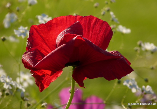 11-10-16-schlossplatz-mohn-106