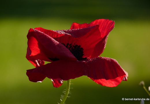 11-10-16-schlossplatz-mohn-108