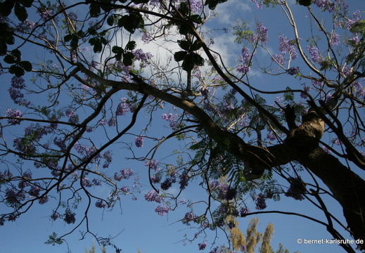 11-10-30-pointecanonniers-23