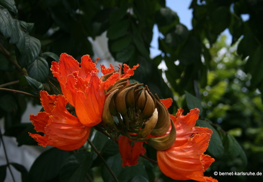 11-10-30-pointecanonniers-tulpenbaum-265