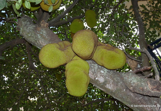 11-10-31-grandbaie-brotfruchtbaum-258