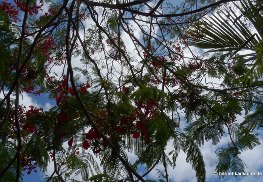 11-10-31-grandbaie-flammenbaum-234