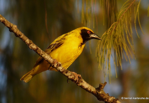 11-10-31-montchoisy-webervogel-37