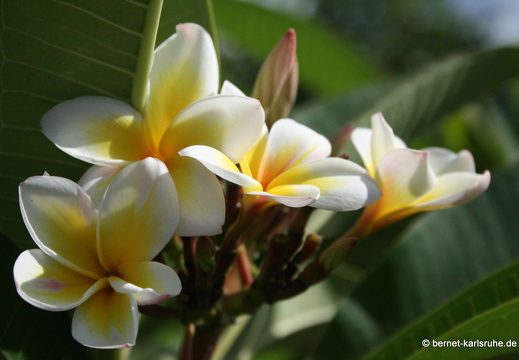 11-10-31-pointecanonniers-frangipani-18