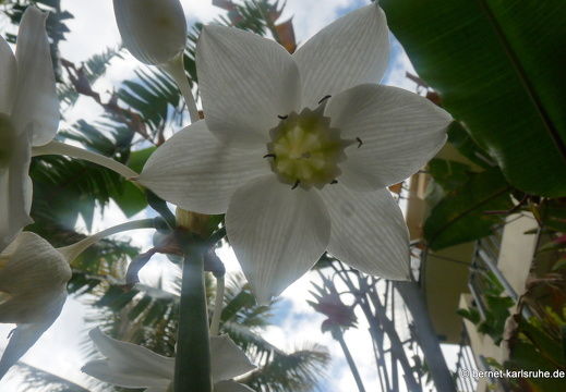 11-11-03-heliconiahaus-78