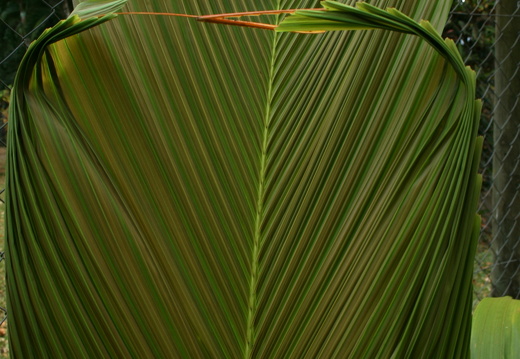 11-11-04-pamplemousses-44