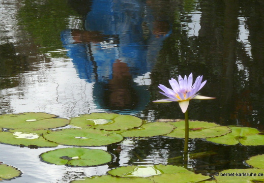 11-11-04-pamplemousses-65