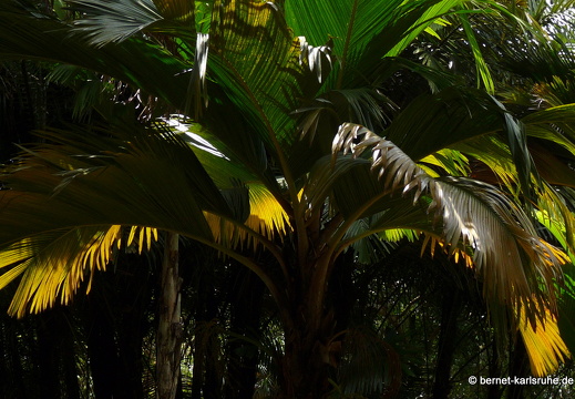 11-11-04-pamplemousses-80