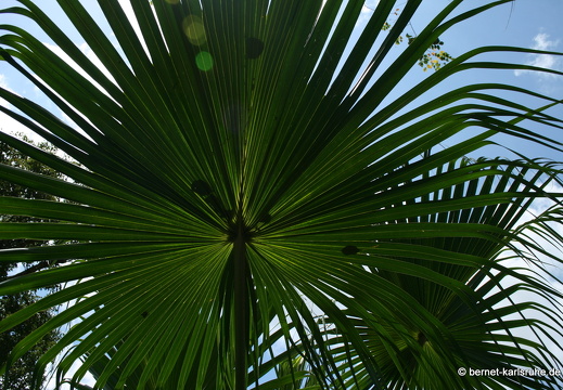 11-11-04-pamplemousses-117