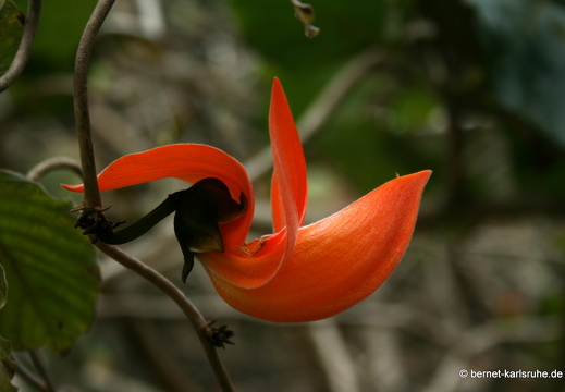 11-11-04-pamplemousses-274