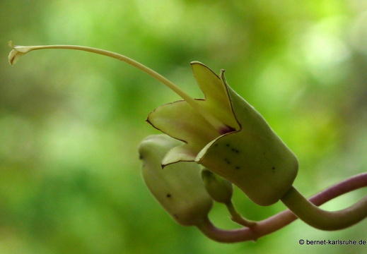 11-11-04-pamplemousses-325