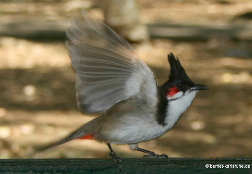 11-11-04-pamplemousses-bulbul-138