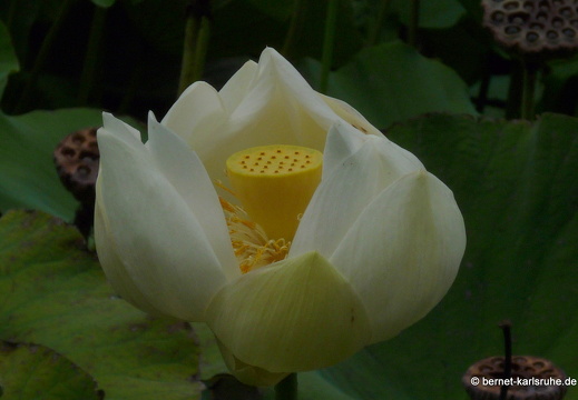 11-11-04-pamplemousses-lotusbluete-73