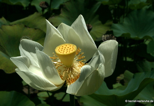 11-11-04-pamplemousses-lotusbluete-75