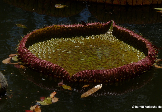 11-11-04-pamplemousses-seerose-152