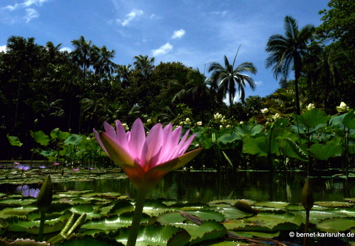 11-11-04-pamplemousses-seerose-197