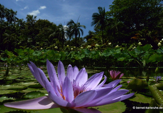 11-11-04-pamplemousses-seerose-200