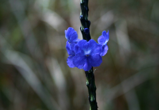 11-11-09-naturetrails-175