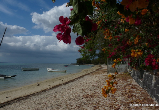 11-11-11-tamarin-128