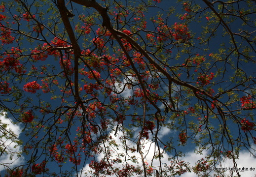 11-11-11-tamarin-flammenbaum-040