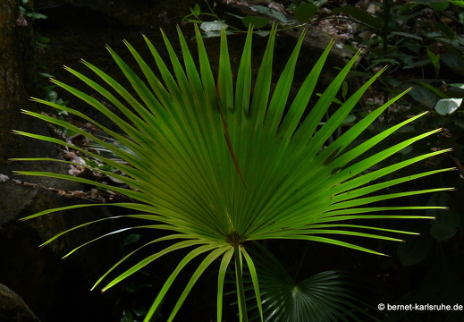 11-11-14-suedtour-vanille-crocodile-park-222