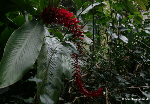 11-11-14-suedtour-vanille-crocodile-park-303